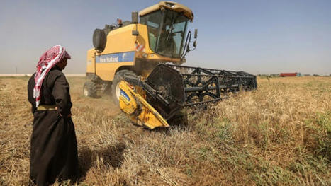 MENA : Desert wells help Iraq with bumper wheat crop as rivers dry | CIHEAM Press Review | Scoop.it