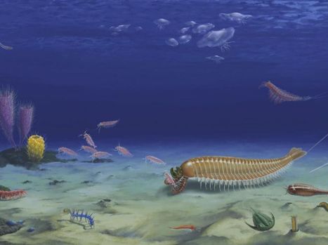 Découverte d'une drôle de crevette à 5 yeux qui a vécu il y a 520 millions d'années | EntomoNews | Scoop.it