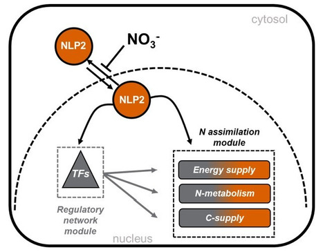 Facteur de transcription de premier plan NLP2 : quand l'azote rencontre le carbone et l'énergie | Life Sciences Université Paris-Saclay | Scoop.it