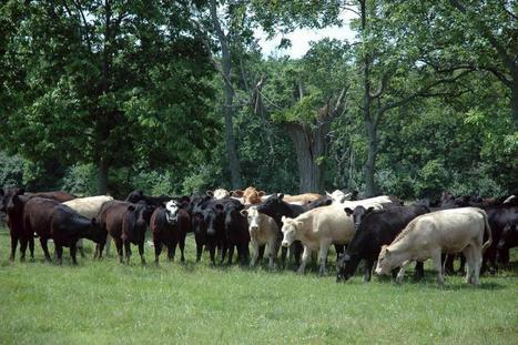 [Covid-19] Fort impact de la pandémie sur la filière viande bovine des USA | Actualité Bétail | Scoop.it