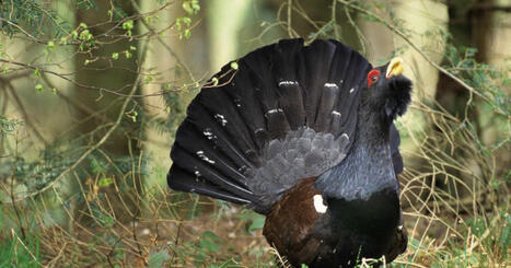 Massif des Vosges. Grand t&eacute;tras&nbsp;: de nouveaux oiseaux en provenance de Norv&egrave;ge arrivent dans les Vosges | Biodiversit&eacute; - @ZEHUB on Twitter | Scoop.it