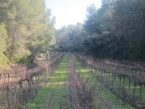 Massis de Garraf an Exceptional Terroir for Spanish Wine | Essência Líquida | Scoop.it