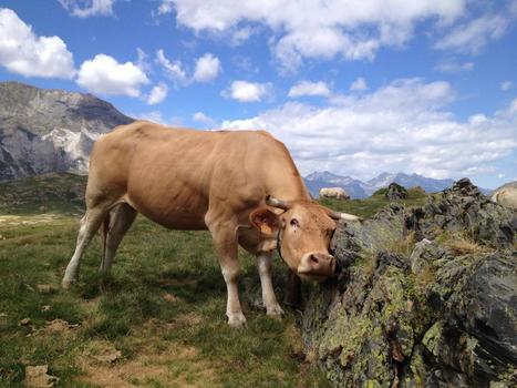 Élevage bovin : Les abattages de vaches ne ralentissent pas | Economie de l'Elevage | Scoop.it