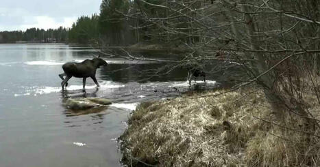 Den stora älgvandringen är slut för den här säsongen – det blev rovdjurens år | Natur | 1Uutiset - Lukemisen tähden | Scoop.it