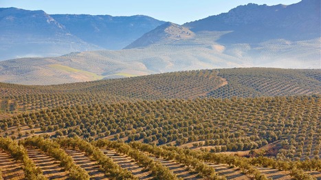 SPAIN: Climate Change Taking a Toll on Andalusian Olive Oil Production | CIHEAM Press Review | Scoop.it