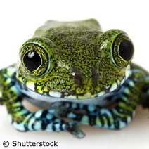 Commission europ&eacute;enne : CORDIS : Actualit&eacute;s : La liste rouge de l'UICN montre que les amphibiens sont les plus menac&eacute;s | Plan&egrave;te, Nature et Biodiversit&eacute; | Scoop.it