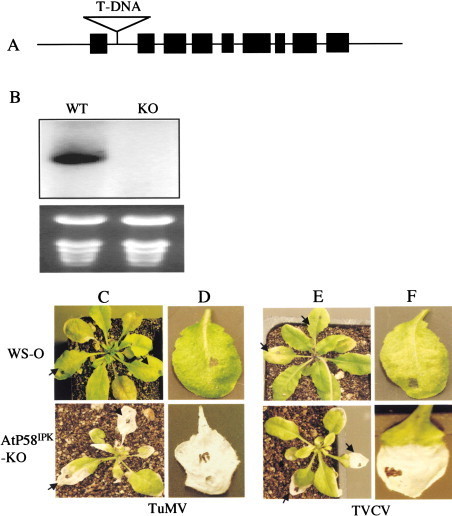Dev Cell: P58IPK, a Plant Ortholog of Double-Stranded RNA-Dependent Protein Kinase PKR Inhibitor, Functions in Viral Pathogenesis (2003) | Plants and Microbes | Scoop.it
