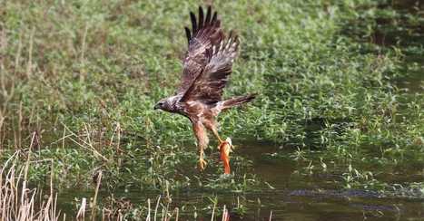 Le papangue a appris à pêcher | Les oiseaux au gré du vent | Scoop.it