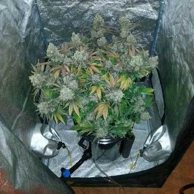 marijuana dwc bucket flowering stage - presente...