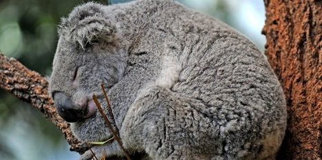 AUSTRALIE. Un vaccin chez les koalas frappés par les chlamydiae | actualités VIH, hépatites, IST, santé sexuelle | Scoop.it