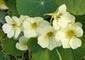 Nasturtiums from seed easy for any gardener | Gardening Life | Scoop.it