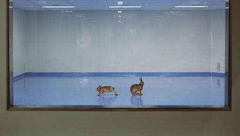 Qui a le droit de faire de l'expérimentation animale en France ? : épisode 1/5 du podcast Comment se passer de l'expérimentation animale ? | EntomoScience | Scoop.it