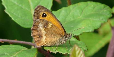 Atlas de la Biodiversité Communale : un outil plébiscité ! | Biodiversité | Scoop.it