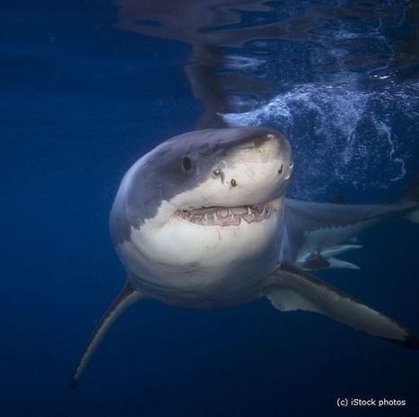 Massacrer les requins,  c’est dangereux pour l’homme ! | Zones humides - Ramsar - Océans | Scoop.it