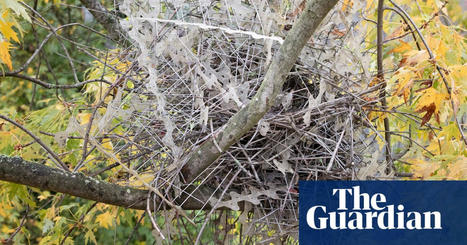 Crows and magpies using anti-bird spikes to build nests, researchers find | Animal behaviour | The Guardian | Plusieurs idées pour la gestion d'une ville comme Namur | Scoop.it