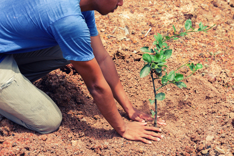 Belgique : un arbre sera planté pour chaque nouvelle naissance à Bruxelles | Innovation, Développement Durable, RSE | Scoop.it
