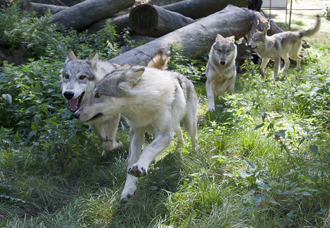 Wolves, Like Dogs, Can Learn From Humans - Wired Science | Human Interest | Scoop.it