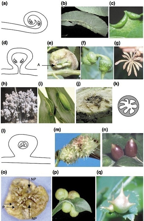 [2003] L'importance adaptative de la morphologie des galles d'insectes | Insect Archive | Scoop.it