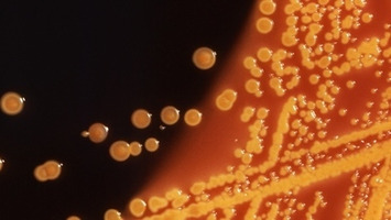 What scientists are trying as antibiotics stop working | The Health Report | Scoop.it