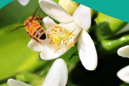 Foire aux questions de l'Opie | Les Colocs du jardin | Scoop.it