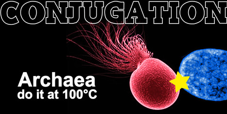 Archaeal conjugation at 100°C | I2BC Paris-Saclay | Scoop.it