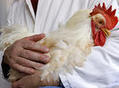 INRA - Lancement de l’ERA-Net ANIHWA | SCIENCES DE L' ANIMAL | Scoop.it