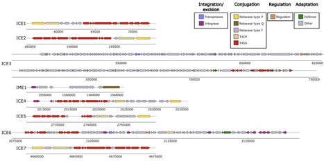 Discovery of a stress-response integrative and conjugative element from Sphingopyxis granuli TFA broadly conserved across Sphingomonadales and Rhizobiales | brvm | RMH | Scoop.it