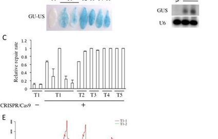 Editor's choice: plant genome editing | SCIENCES DU VEGETAL | Scoop.it