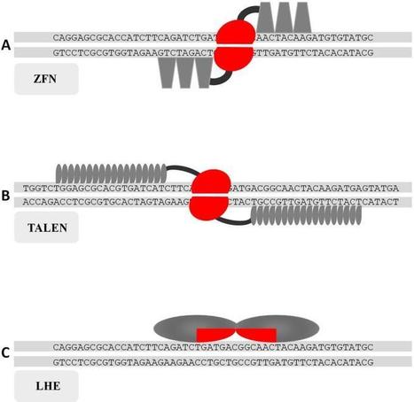 Genome Engineering of Crops with Designer Nucleases - Crop Science Society of America | TAL effector science | Scoop.it