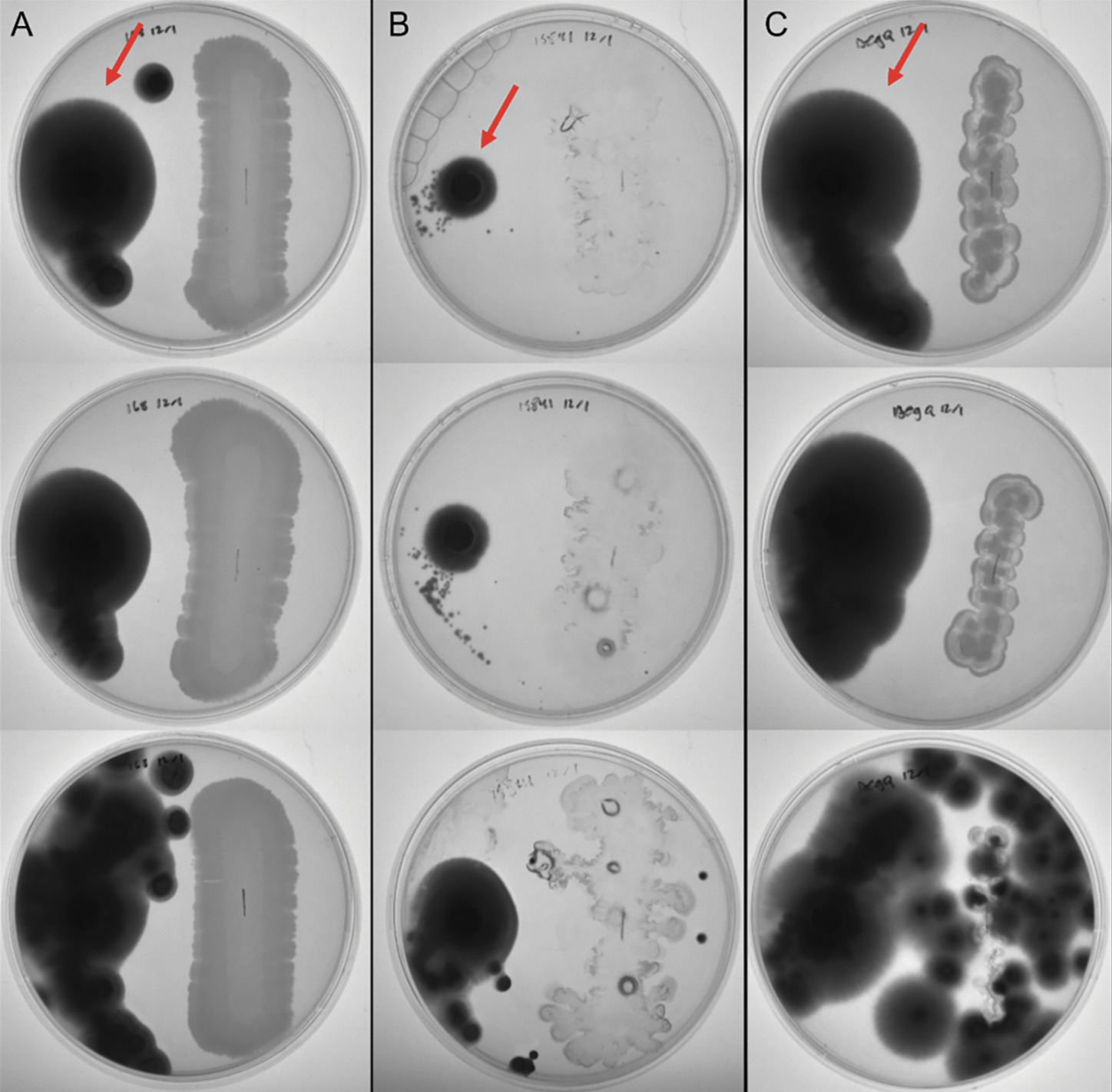 Bacillus subtilis engineered for topical delive...