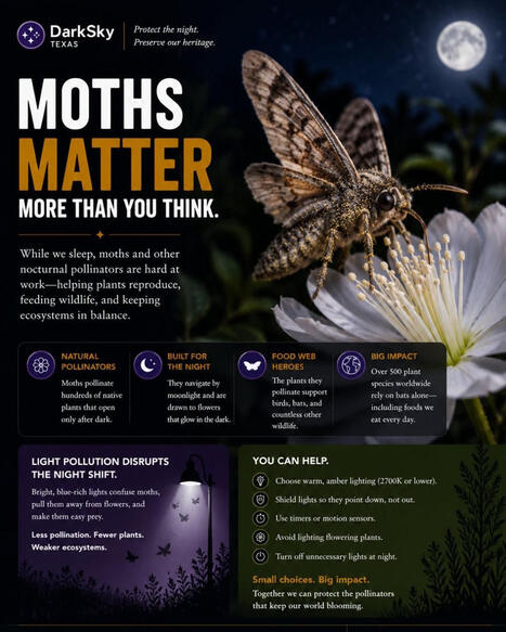 #darkskytexas #protectthenight #moths #lightpollution | DarkSky Texas | LIGHTING-Innovation-Design | Scoop.it