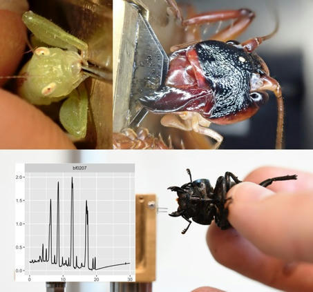 Une base de données sur la performance de morsure des insectes - | Insect Archive | Scoop.it