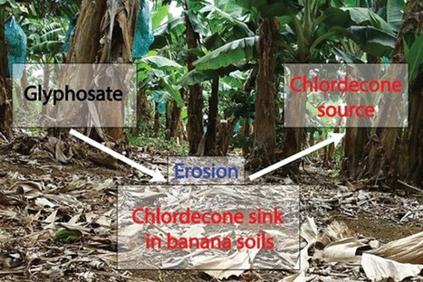 Pourquoi, près de 30 ans après son interdiction, le chlordécone est-il encore retrouvé en grande quantité dans l'environnement aux Antilles ?  | EntomoNews | Scoop.it