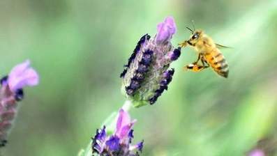 Les pesticides perturbent le cerveau des abeilles | Toxique, soyons vigilant ! | Scoop.it