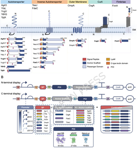 A modular biodevice assembly tool kit for combinatorial screening and benchmarking multiple cell surface display platforms in Escherichia coli | Jbe | RMH | Scoop.it