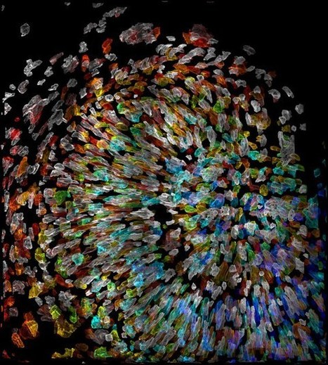 Present day microscopes' 3-D movies of cells open new frontier for biomedical researchers | Amazing Science | Scoop.it