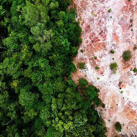 100 arbres perdus chaque minute en raison de la consommation de l'UE - nouvelle recherche du WWF | WWF | prospective et tendances | Scoop.it