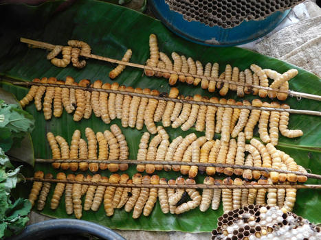 FOOD : Entomophagy or eating insects could be the future of food | ALIMENTATIONS | Scoop.it