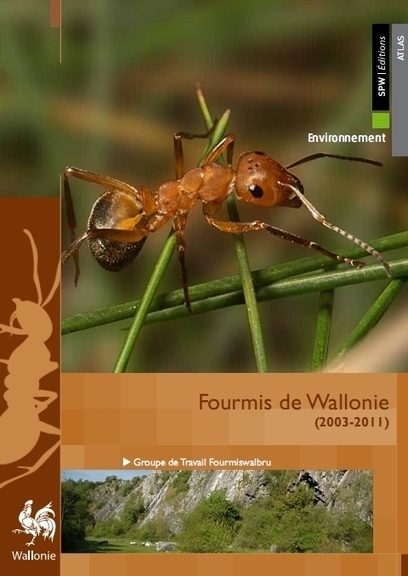 Fourmis de Wallonie | Variétés entomologiques | Scoop.it