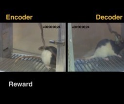 Scientists link rat brains together over the internet to transfer sensory information | The 21st Century | Scoop.it