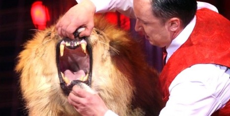 Le cirque Bouglione annonce l'arrêt des spectacles avec animaux | Revue de presse théâtre | Scoop.it