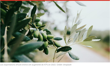 MAROC : Huile d’olive : le département de Sadiki impose une licence à l’export pour stabiliser les prix sur le marché local – | CIHEAM Press Review | Scoop.it