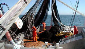 West Coast (USA) Fishery Managers Scale Back Sardine Harvest | Coastal Restoration | Scoop.it