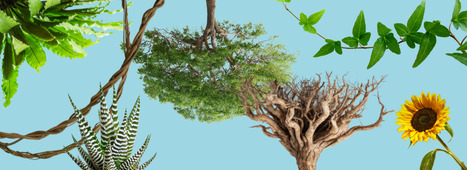 5 pouvoirs insoupçonnés des plantes - INRAE | Pour innover en agriculture | Scoop.it