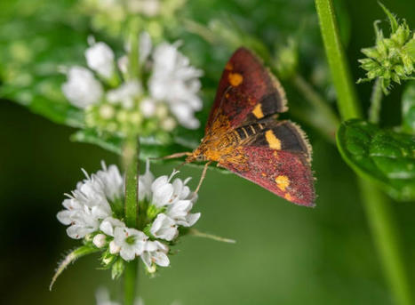 Pollinisateurs essentiels, les papillons de nuit sont en net déclin | Toxique, soyons vigilant ! | Scoop.it