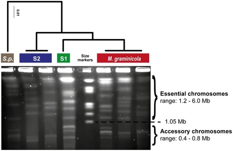 PLoS Pathogens: The Accessory Genome as a Cradle for Adaptive Evolution in Pathogens (2012) | Plant Pathogenomics | Scoop.it