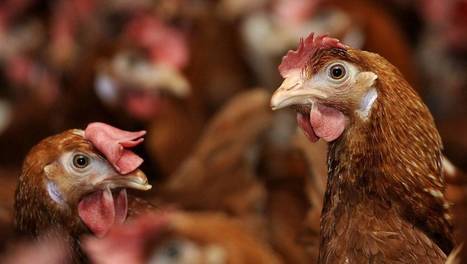 Assises de l'agriculture et de l'alimentation : l'assiette de demain fait cogiter éleveurs et industriels - Ouest France | Agriculture et communication positive | Scoop.it