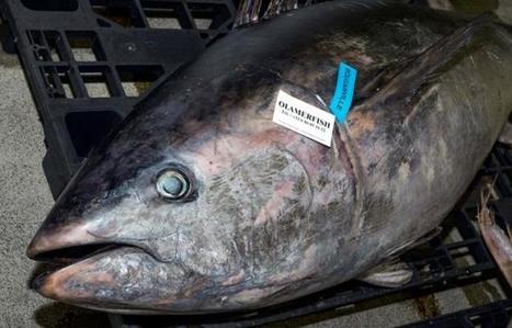 La pêche déplore la trop forte hausse du quota de thon rouge à l’Iccat | HALIEUTIQUE MER ET LITTORAL | Scoop.it