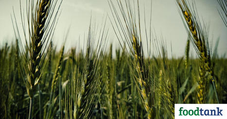 The Impact of Higher Input Prices for Farmers, FOOD SECURITY, and the Planet  | MED-Amin network | Scoop.it