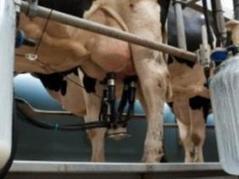 Algérie : Giplait se dotera d'une filiale spécialisée dans l'élevage de bovins laitiers | Lait de Normandie... et d'ailleurs | Scoop.it